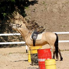 Barockpferd Birkegaards Braveheart R.I.P