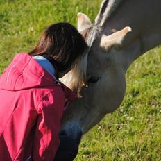 Fjordhest - Isabella af Hedegaard