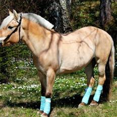 Fjordhest - Isabella af Hedegaard