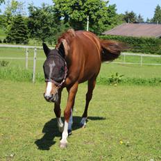 DSP Birkelund Lou Lou (Solgt)