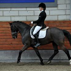 Welsh Cob (sec D) Højsgaard's santos B-PONY