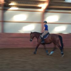 Dansk Varmblod Shubi