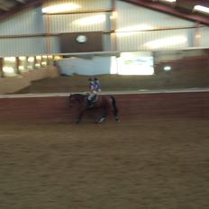 Dansk Varmblod Shubi