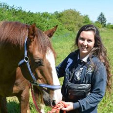 Dansk Varmblod Latino Lorenzo