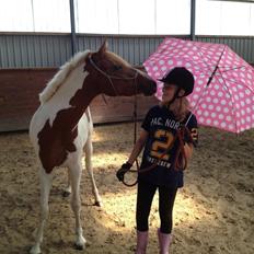 Pinto Savannah Breeze