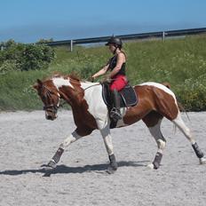 Anden særlig race Kielsgaardens Cirkeline