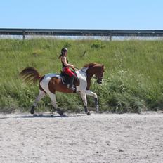 Anden særlig race Kielsgaardens Cirkeline