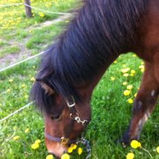Islænder Stormur fra Birkemosegård
