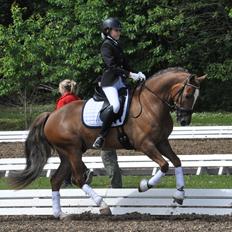 Welsh Cob (sec D) Fronerthig Red Hot Chilli