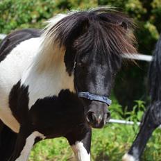 Miniature Shetlænder lille hesten