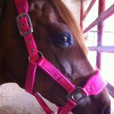 Anden særlig race pony