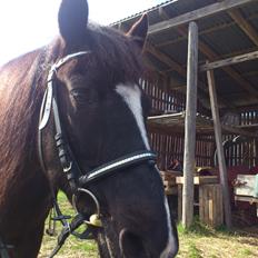 Irish Cob Crossbreed Freja