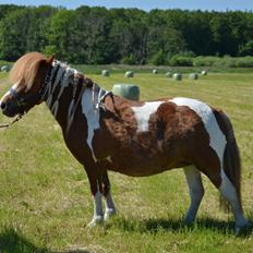 Shetlænder Sindholts Dixie