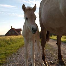 Fjordhest Prips Malik ( tidl hest)