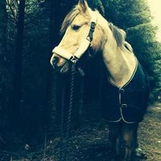 Anden særlig race Yellow