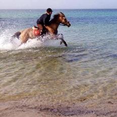 Anden særlig race Yellow