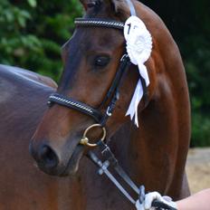 Dansk Varmblod Safran L