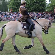 Fjordhest Thor Lysholm
