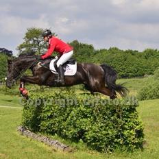 Dansk Varmblod Quendy - L