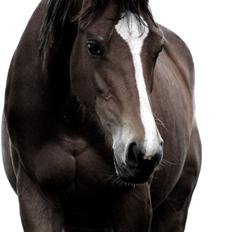 Dansk Varmblod Lajgårdens Carisma