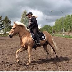 Anden særlig race timon