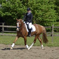 Palomino Reballe Galium (Gabriel)