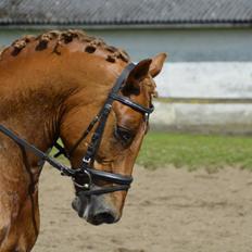 Welsh Cob (sec D) Reballe Centaurium