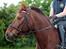 Connemara Quiva <3 - Basseeeeeee <3 - 1/6-14