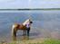 Haflinger Mille;-*