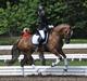 Welsh Cob (sec D) Fronerthig Red Hot Chilli