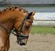 Welsh Cob (sec D) Reballe Centaurium
