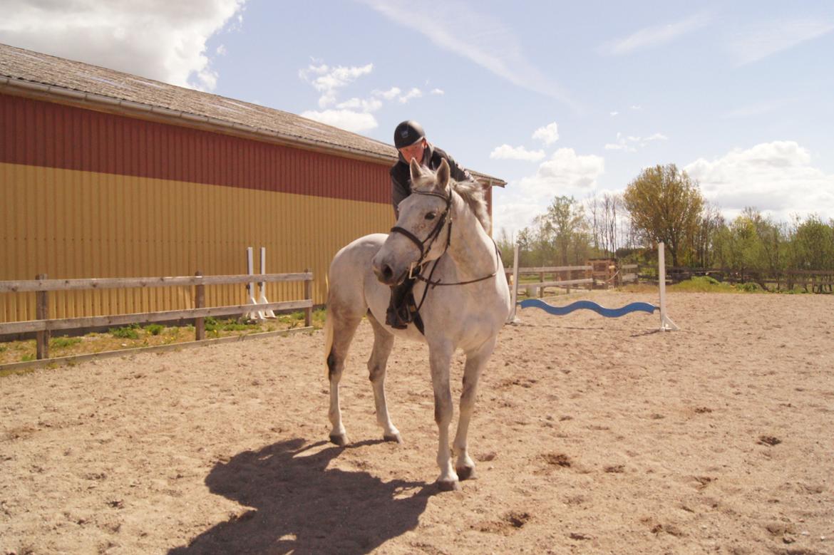 Holstener QUORP'S CADEAU billede 20