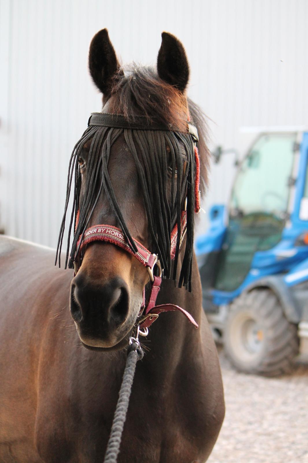 Hollandsk Sportspony NAPIRAI - <3. billede 34