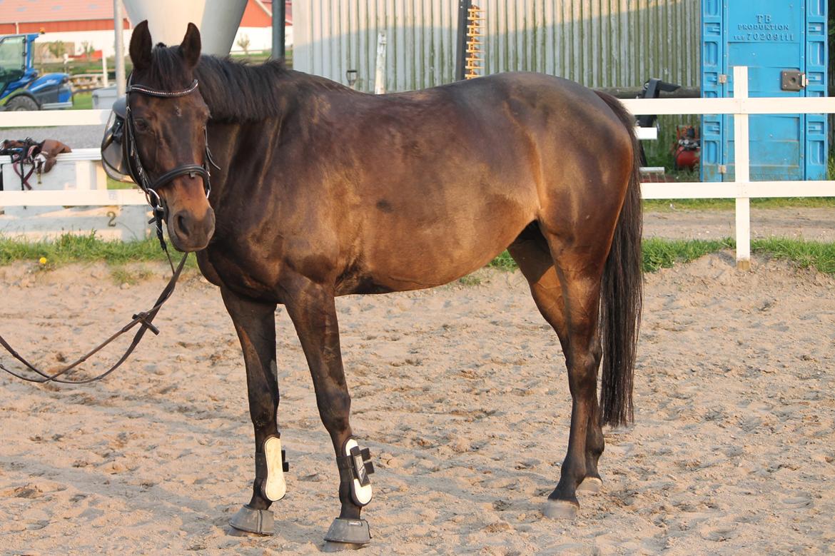 Hollandsk Sportspony NAPIRAI - På 3 måneder, er hun blevet så pæn! billede 12