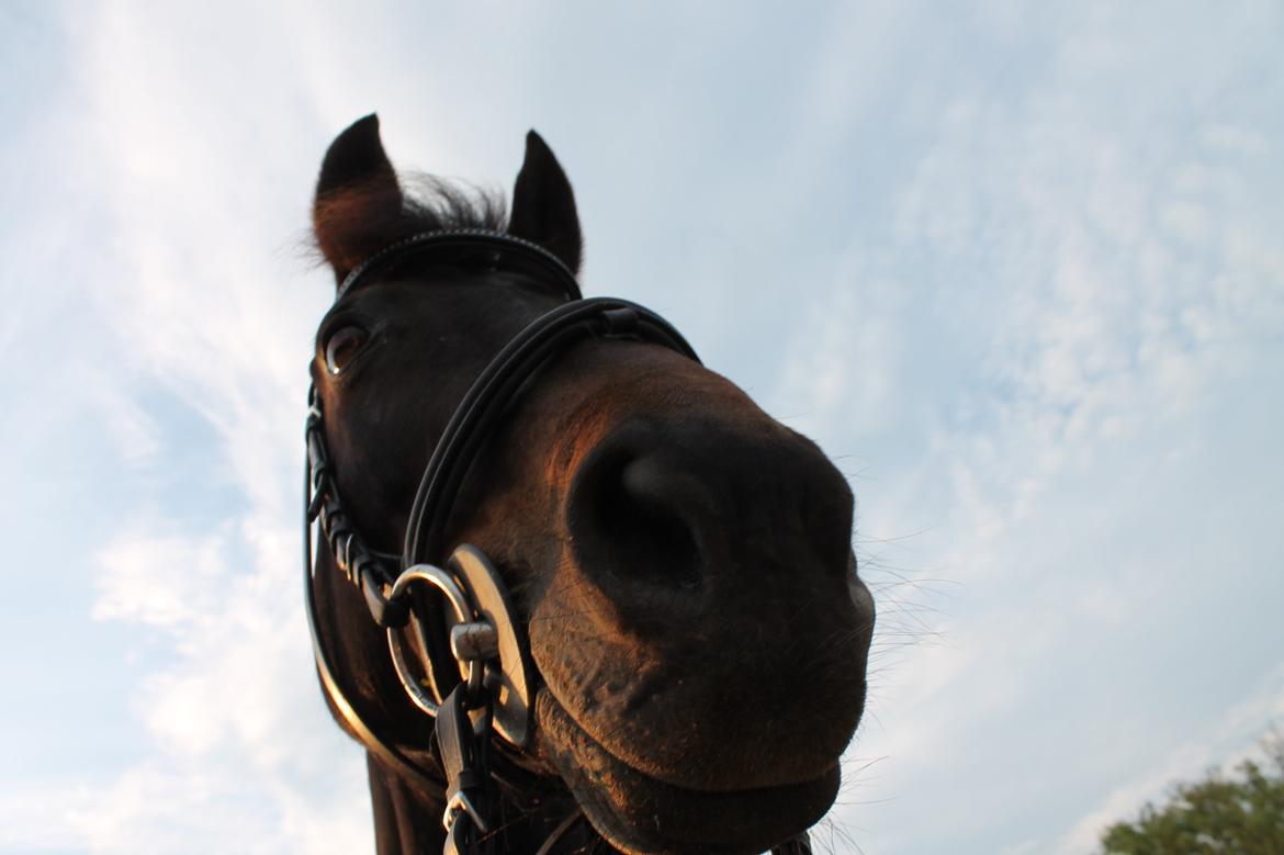 Hollandsk Sportspony NAPIRAI - xD billede 30