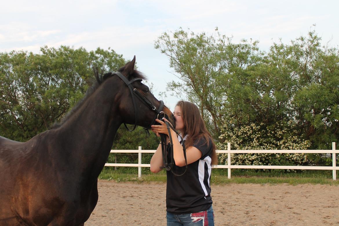 Hollandsk Sportspony NAPIRAI - Skønne pony. billede 41
