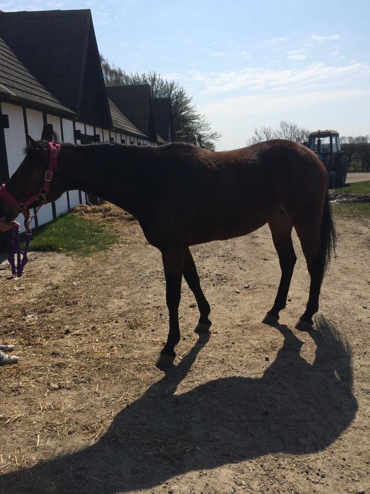 Traver Only Epice billede 8