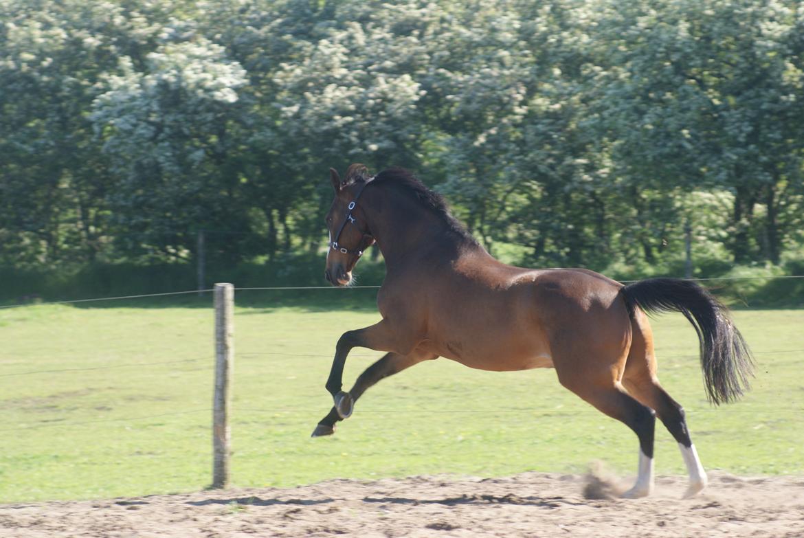 Dansk Varmblod Crazy Heart billede 20