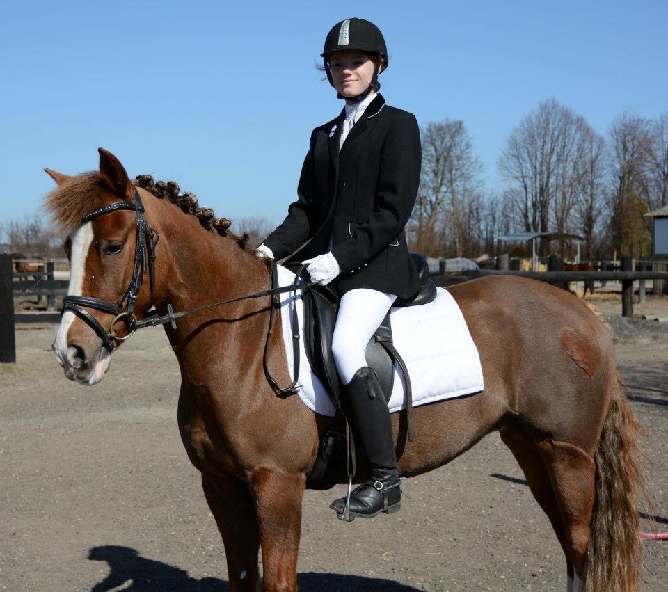 New Forest Kærgaardens Mynte billede 20