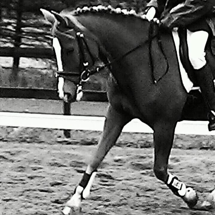 New Forest Kærgaardens Mynte billede 11