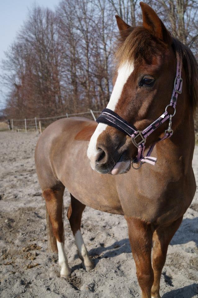 New Forest Kærgaardens Mynte billede 3