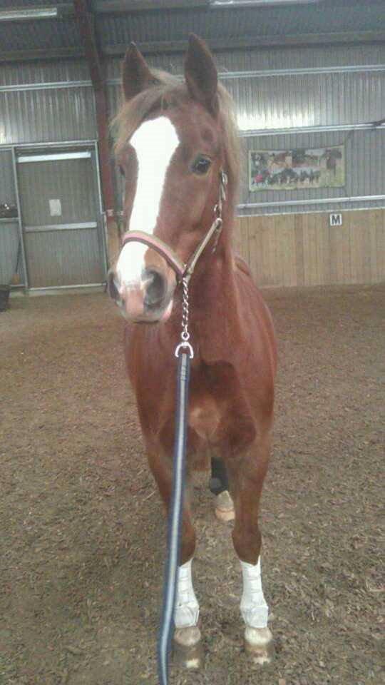 New Forest Kærgaardens Mynte billede 6