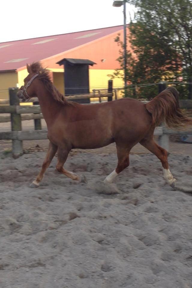 New Forest Kærgaardens Mynte billede 8