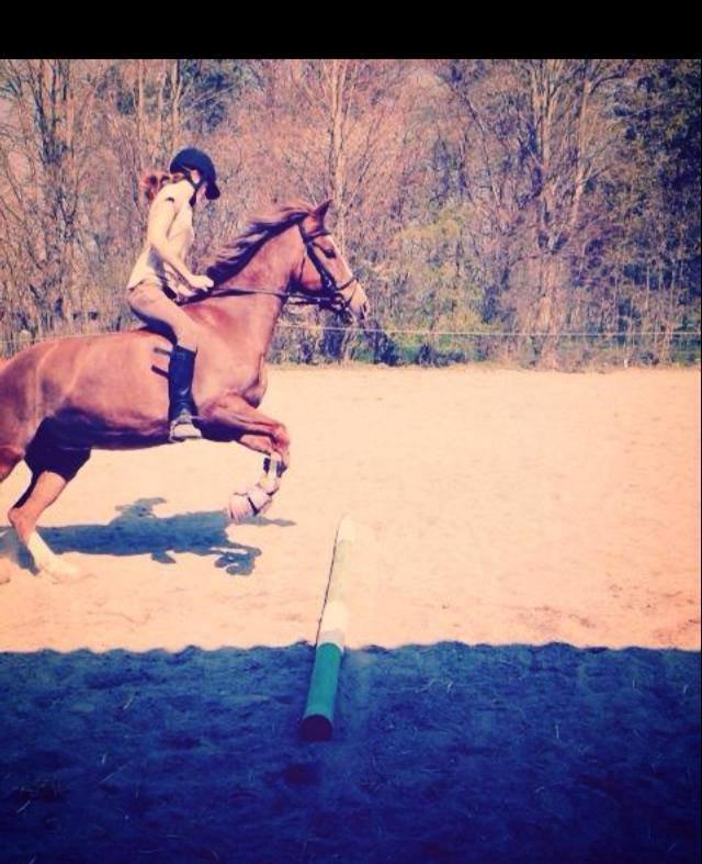 New Forest Kærgaardens Mynte billede 7