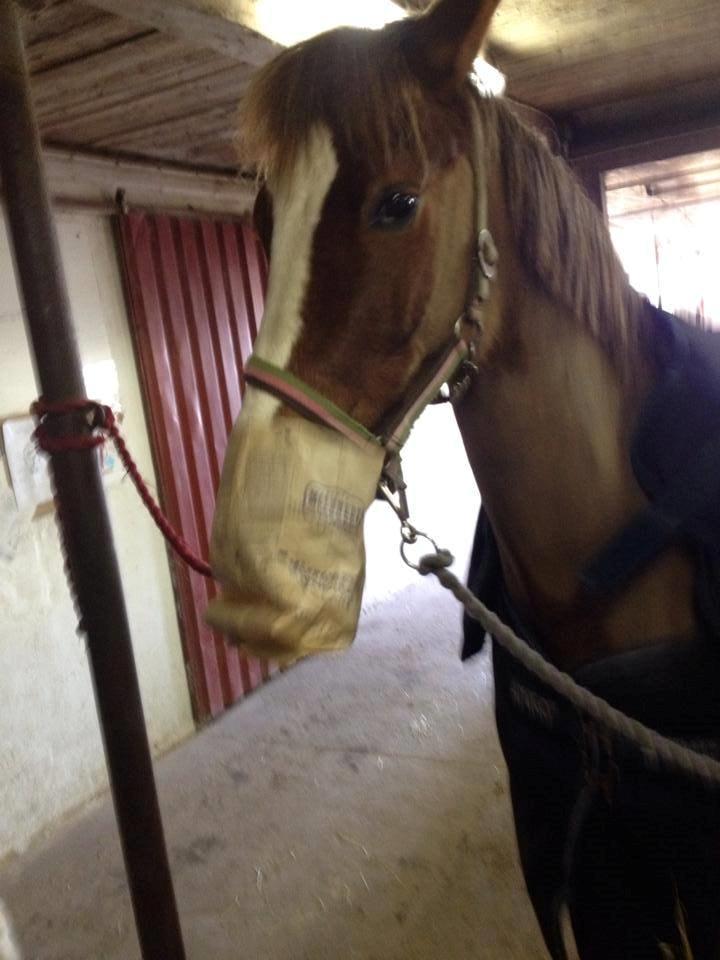 New Forest Kærgaardens Mynte billede 10