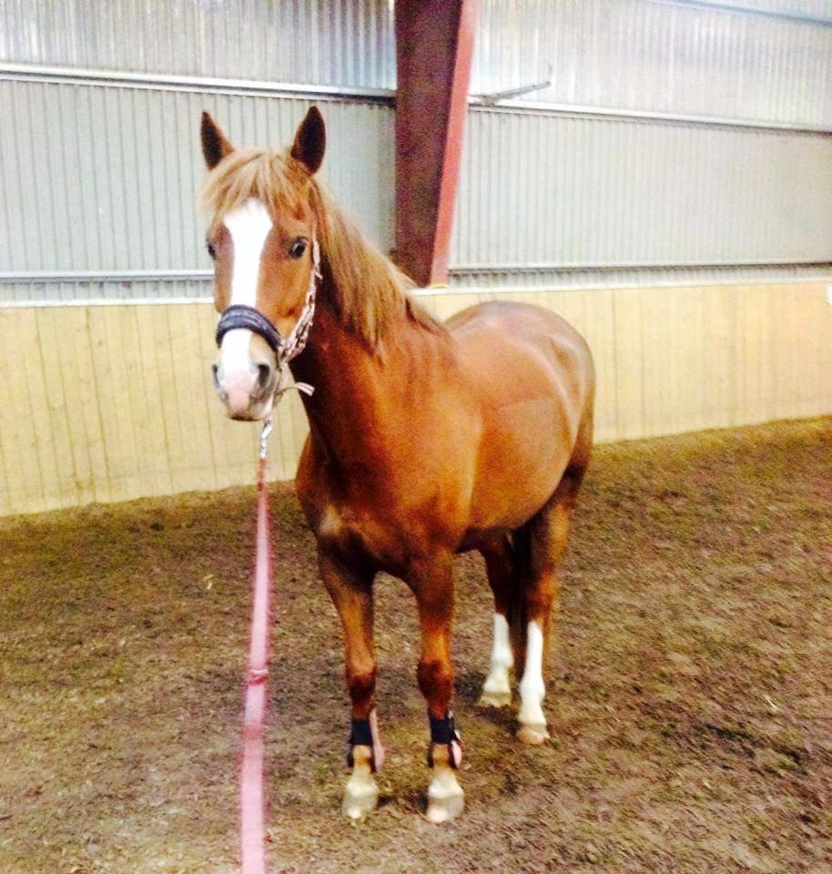 New Forest Kærgaardens Mynte billede 13