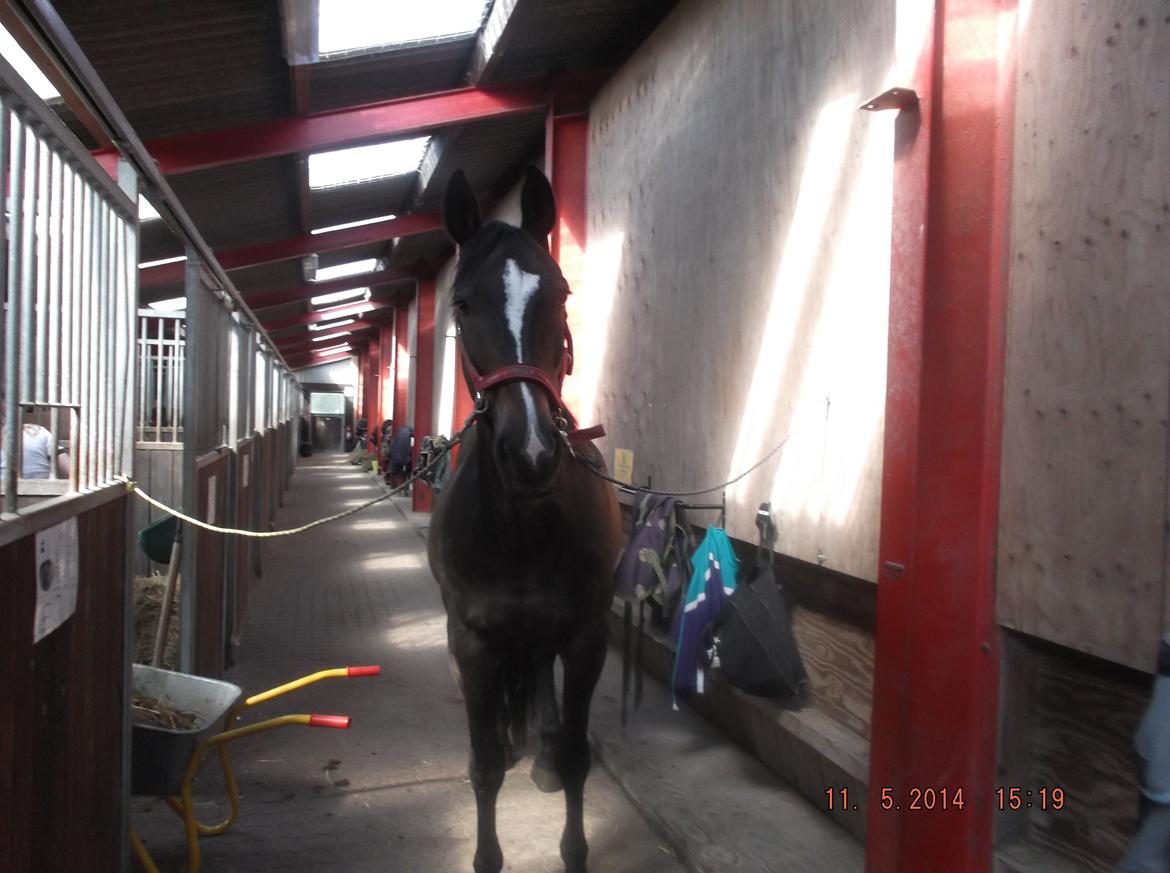 Oldenborg Pirana billede 6