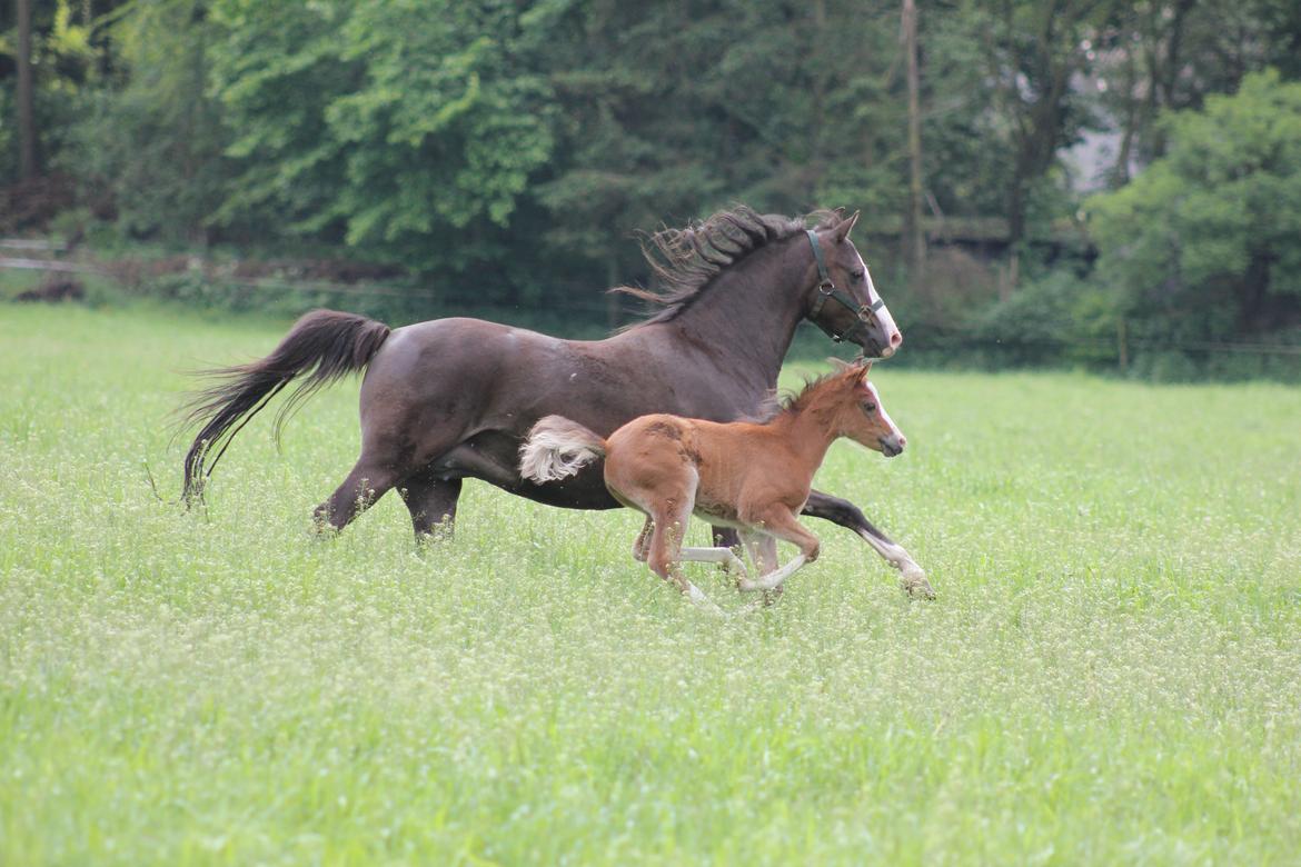 Welsh Pony (sec B) Bjerregårds Rabine billede 9