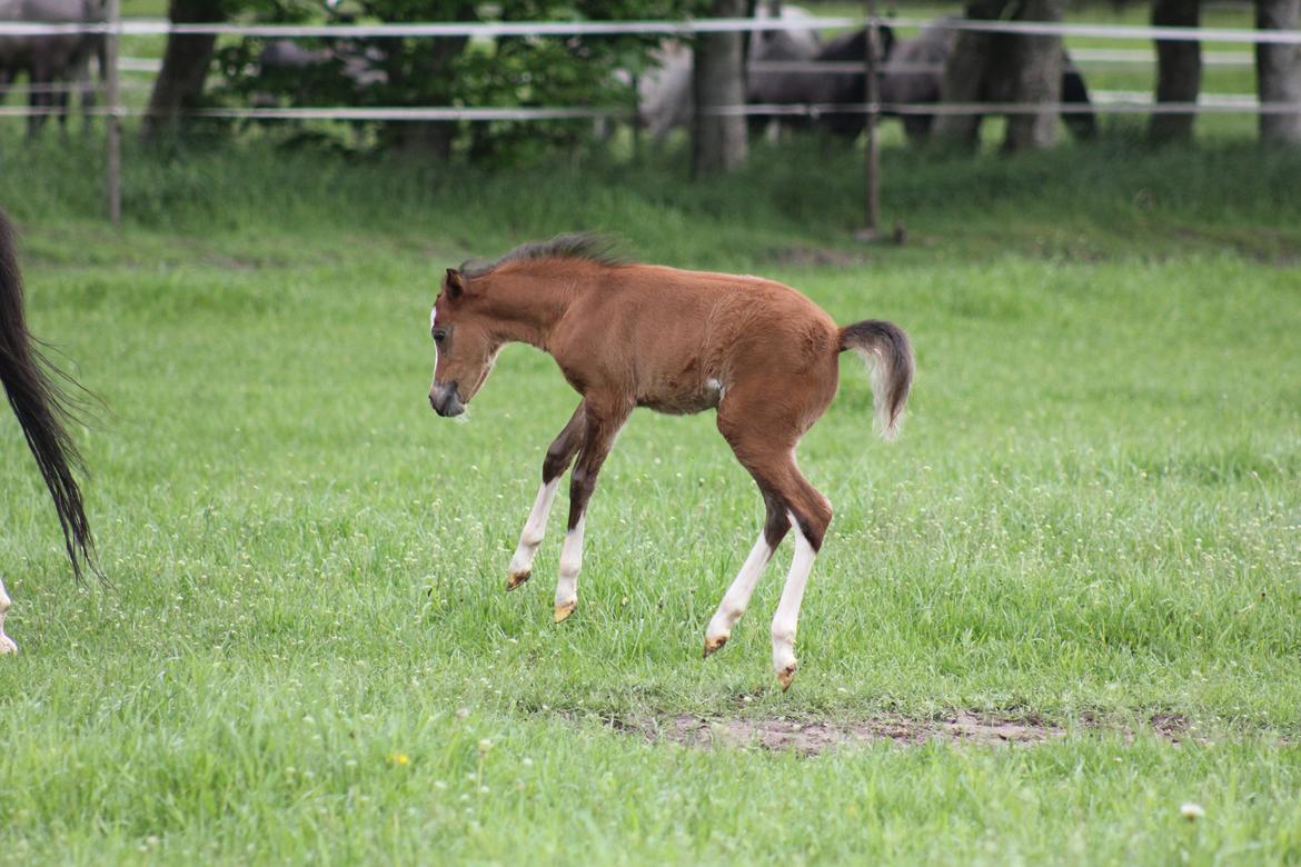 Welsh Pony (sec B) Bjerregårds Rabine billede 8