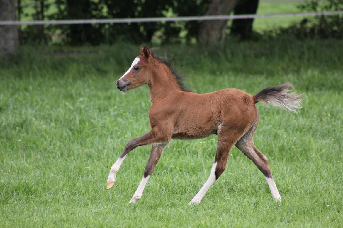 Welsh Pony (sec B) Bjerregårds Rabine billede 4